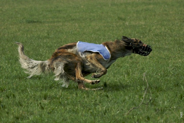 Cifamiachka tchernavarowska